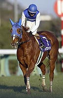 ダイワスカーレット