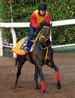 �g�R���L���[�h�̌����󂯌p���M���X�^�[���N���C