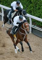 �@�I����H�ŏr�q�ȃt�b�g���[�N���I�����_�m���V���[�N�i��O�j�i�B�e�E�Γ��P��j