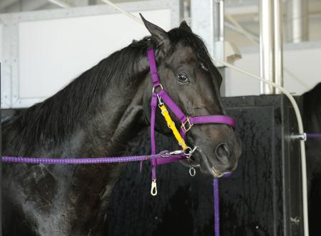 �@�����̐؂ꖡ�Ń��C�o�����̂ݍ��ރV���E�i���}�C�e�B