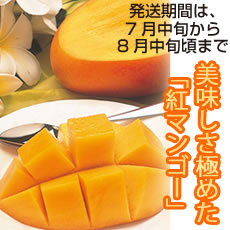 	美味しさ極めた完熟紅マンゴー	